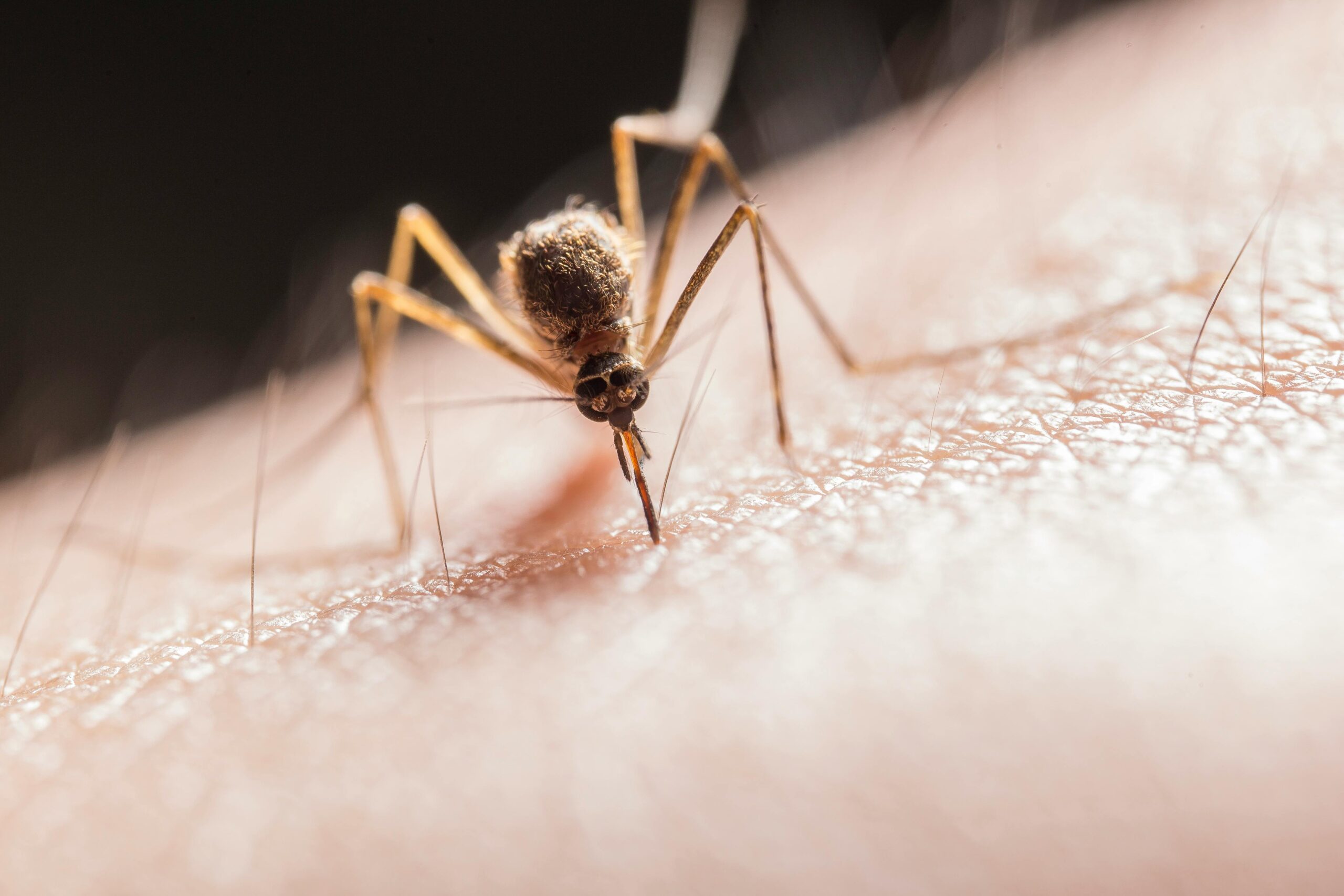 Invasión de mosquitos en Tres Cantos: razones del aumento y cómo protegerte este verano