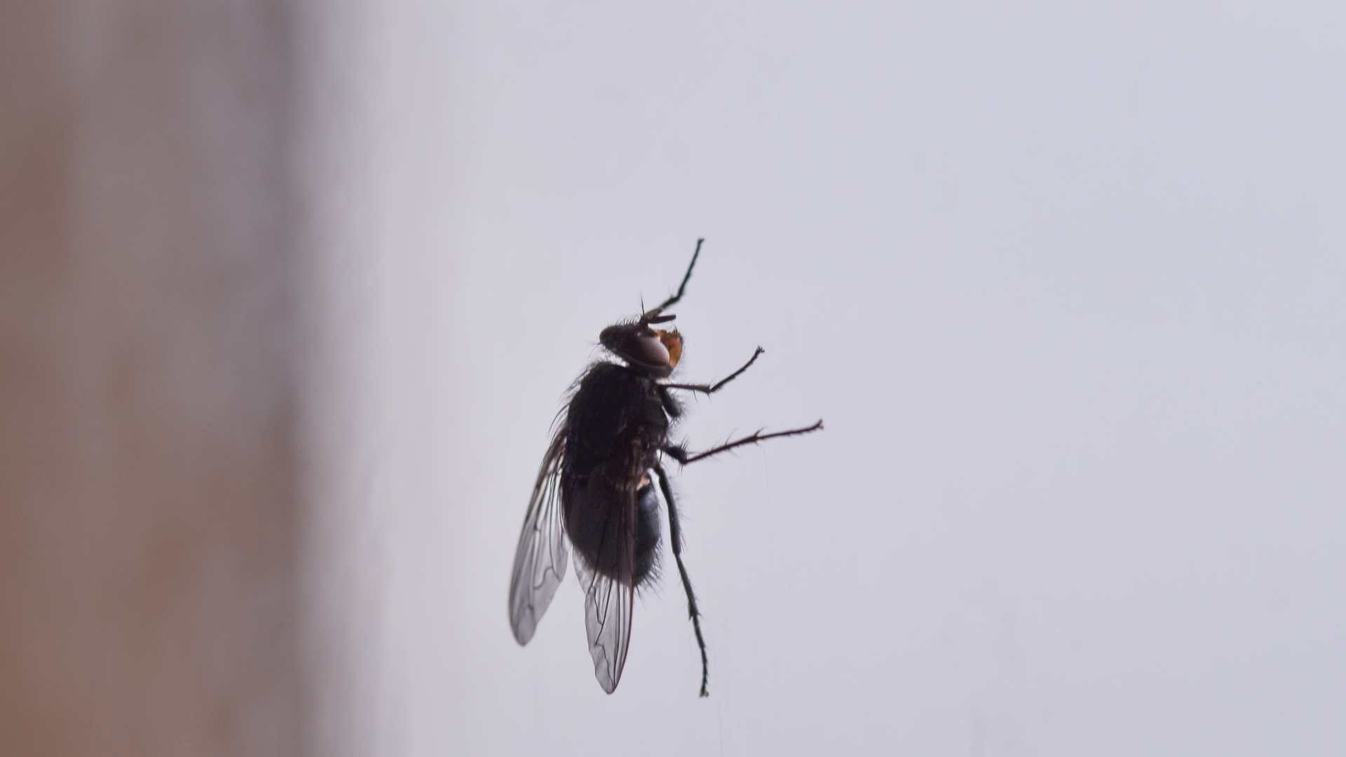 Prepara tu casa para el verano en Tres Cantos: consejos para evitar cucarachas, hormigas y mosquitos