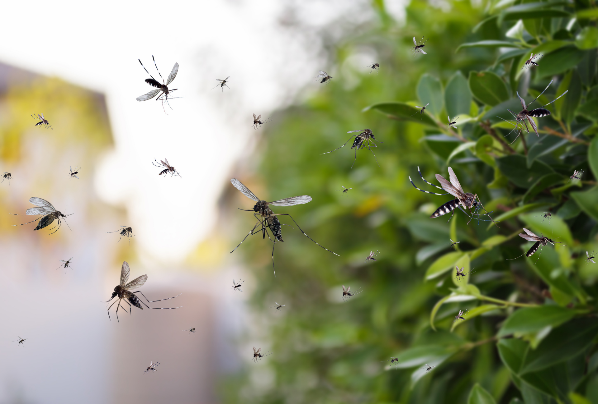 Roedores y mosquitos: un problema creciente en las noches de Tres Cantos
