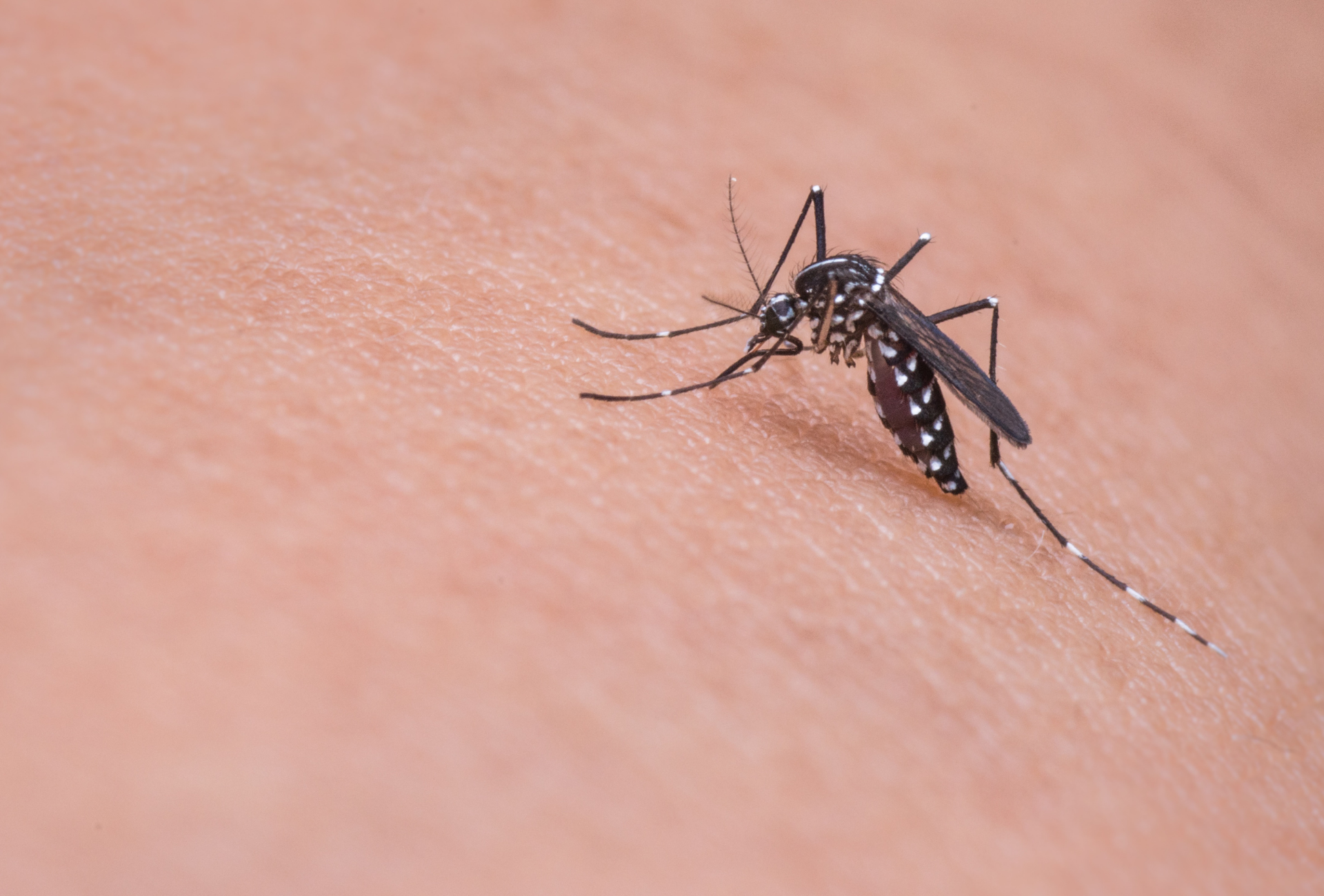 Mosquito tigre en Tres Cantos: un caso cada vez más común en comunidades