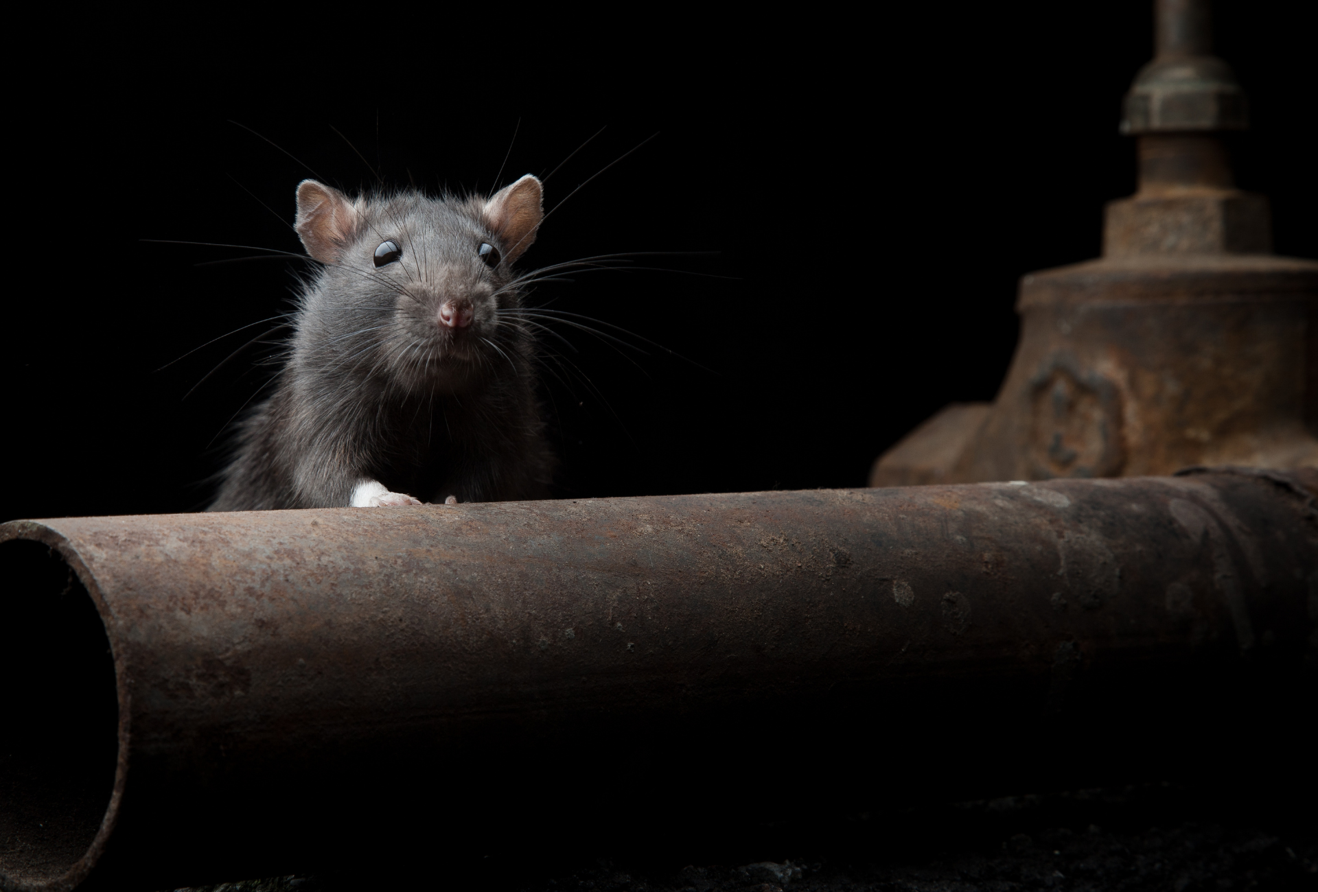 Tres Cantos y la nueva frontera de la desinfección urbana