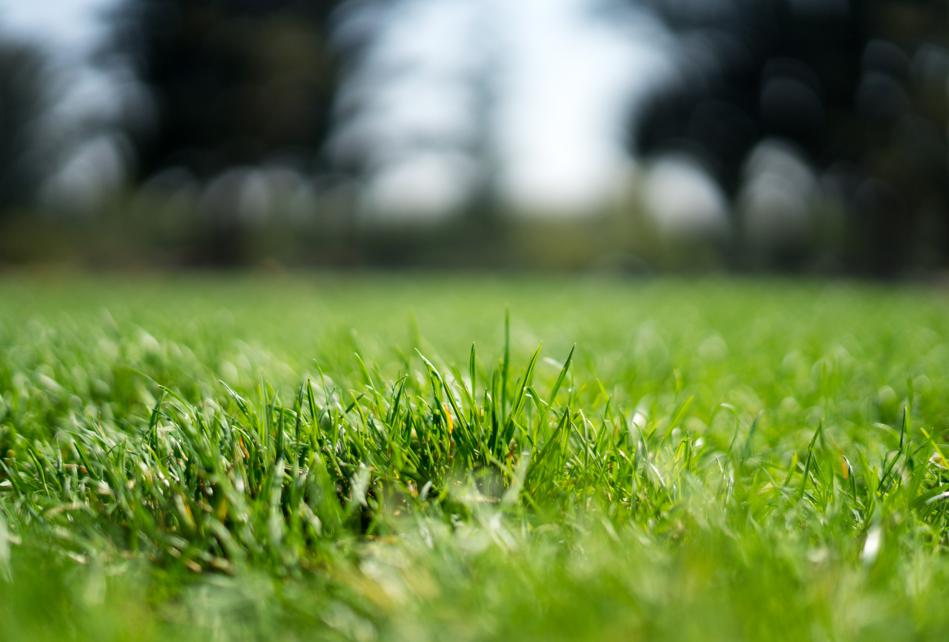 Protege los jardines comunitarios de Tres Cantos frente a las plagas tras la humedad